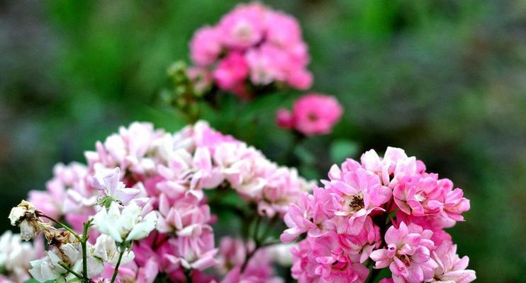 迷茫之花（花语揭示的迷茫心灵）