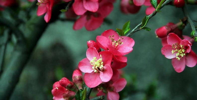 默默守护的爱——百合花的花语（以百合花为主题的关于默默守护的爱的花语解读与故事）