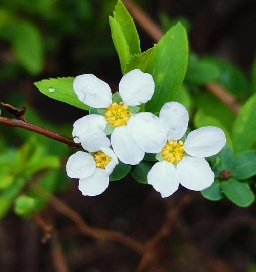 以菊花的花语为主题的文章（花开花落间）