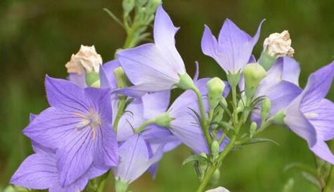 守护一生——以百合花为主题的花语探析（用花语寄托永恒的爱情和珍贵的友谊）