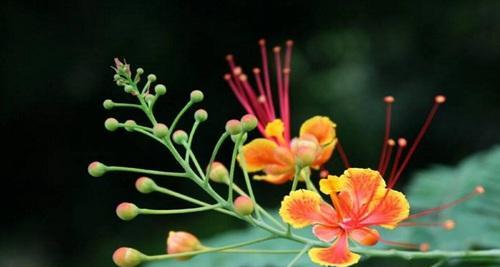 花语（以白玫瑰花为主题的友谊之花语）