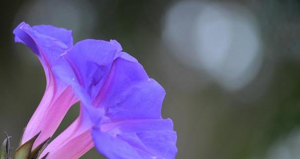 顽强不屈的玫瑰花语（以玫瑰花为象征）