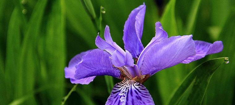 以百合花的花语挽回失去的爱情（重拾爱情的秘密-百合花语解析）