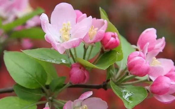 微笑花语——以向日葵为主题的花语文章（向日葵）