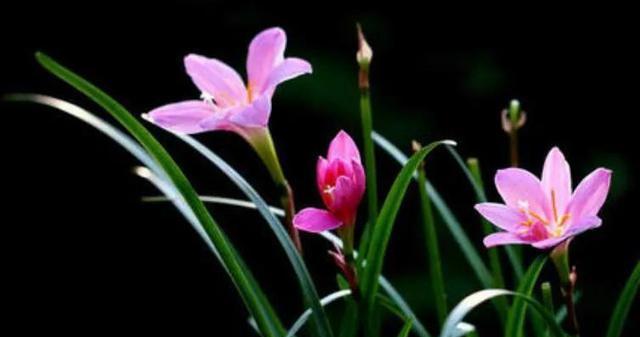 以百合花语寄托希望——传递美好与期待（百合花语的意义和象征）