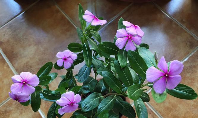 以牵牛花的花语为主题，让你开心盛开（牵牛花花语的魅力与意义）