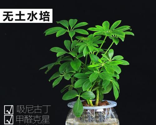 15种能够净化空气的植物（拥有这些植物）