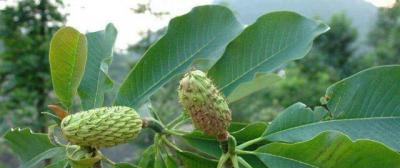 探究能榨油的植物（发掘油料作物）