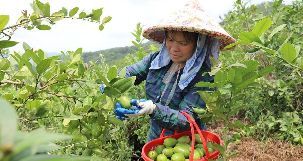 中国柠檬产量高吗（揭开中国柠檬种植的亩产量和市场表现）