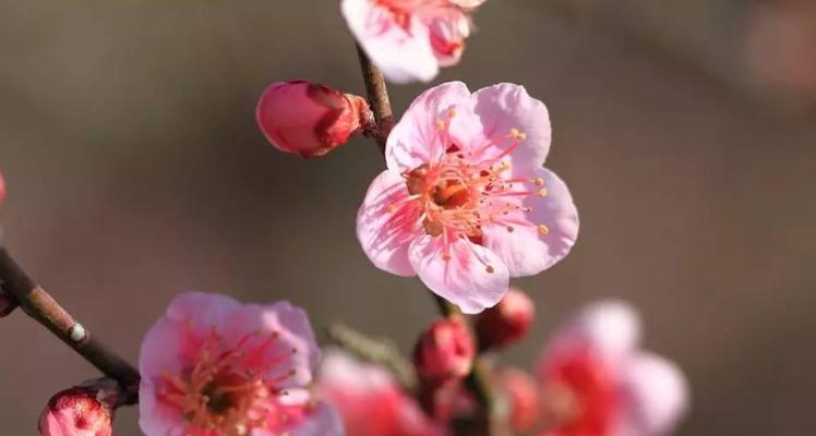 探寻宁波市花之洛阳桥梅花的美丽（宁波市花的起源）