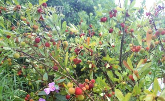 宁波杨梅上市时间及成熟情况（杨梅采摘季倒计时）