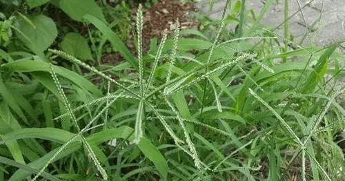 牛筋草的神奇功效与食用方法（探究牛筋草的药用价值及美食体验）