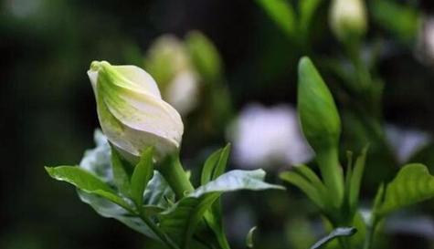 牛奶浇栀子花（谣言还是事实）