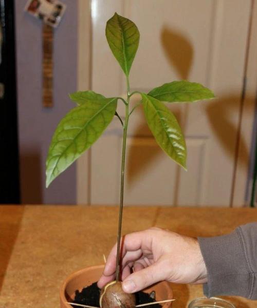 如何种牛油果成盆栽（掌握牛油果种植技巧）