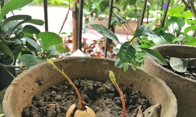 牛油果种子的种植方法（从选种到萌芽）