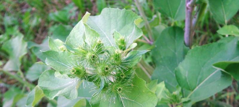 牛蒡种植与收获全攻略（掌握牛蒡种植技巧）