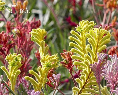 赏花之旅（探索欧洲五大名花及其文化底蕴）