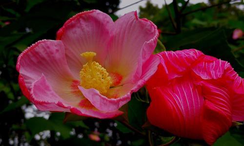 芙蓉花——美丽与坚韧并存的象征（芙蓉花的花语及其深层含义）