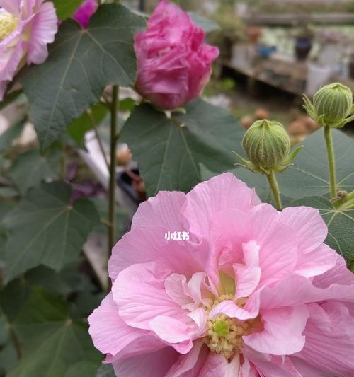 芙蓉花的花语与寓意（探寻芙蓉花的象征与内涵）