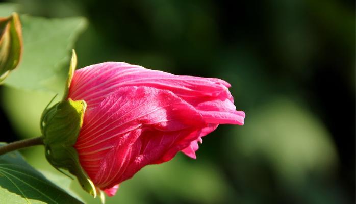 芙蓉花的花语与寓意（探寻芙蓉花的象征与内涵）