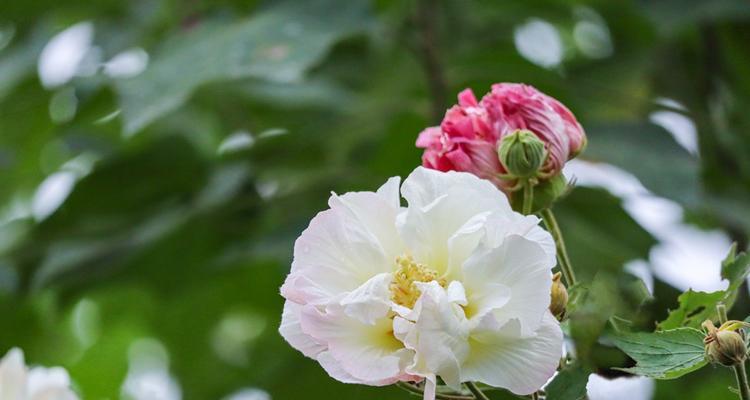 芙蓉花的象征意义及文化价值（芙蓉花的美丽与品质）