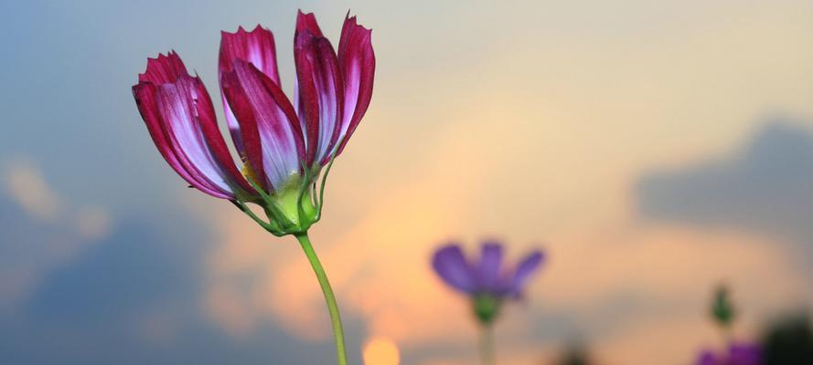 芙蓉树花语，传递美丽与坚韧（探寻芙蓉树花语的深意）