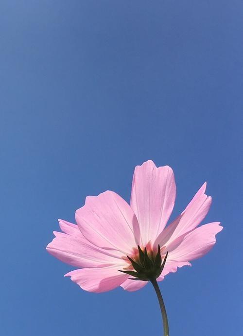 以格桑花的花语为主题的文章（传递爱与希望的格桑花-花语解读）