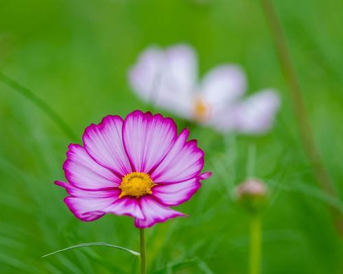 格桑花（格桑花花语与寓意）