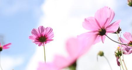 格桑花花语（揭示格桑花的意义与寓意）