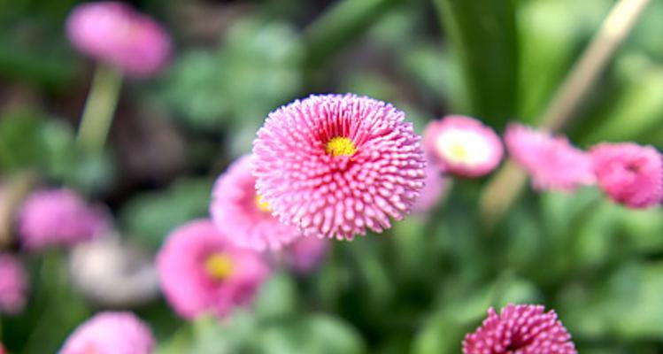 雏菊花语（不同颜色雏菊所传递的情感与寓意）