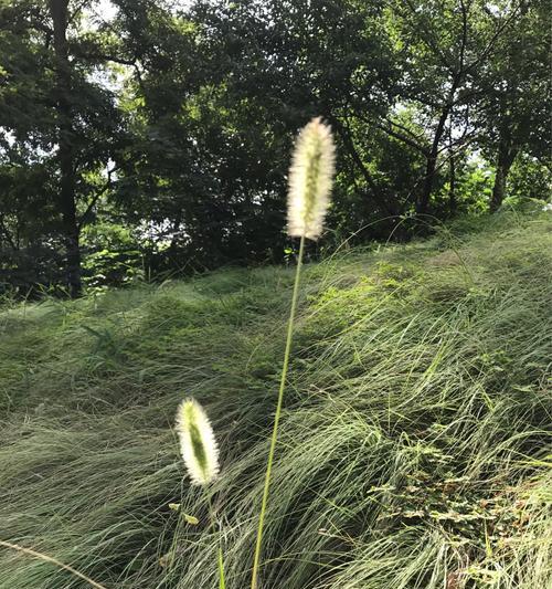 狗尾巴草的寓意与启示（揭示生命的坚韧与希望）