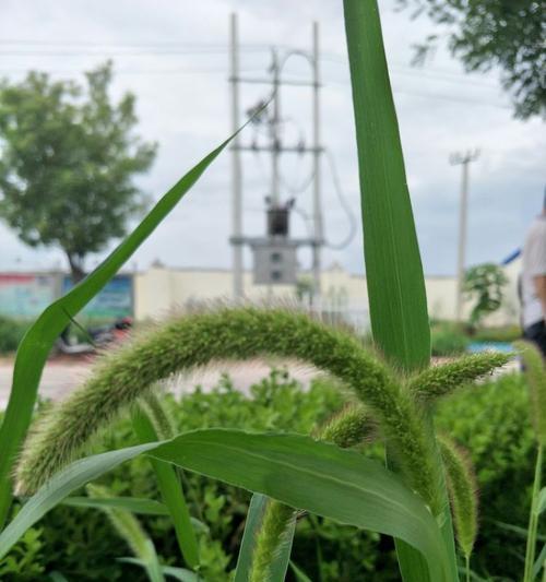 探寻狗尾巴花的花语之美（揭开狗尾巴花的花语之谜）