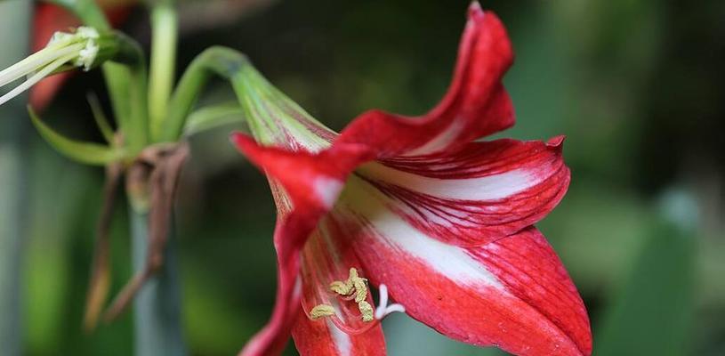 以孤挺花（探索以孤挺花的生日花语及其体质特点）