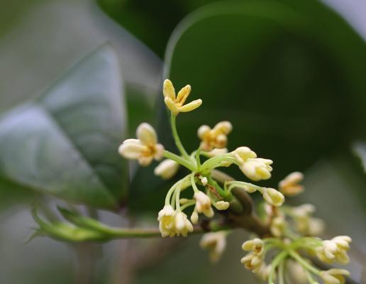 桂花的花语与寓意（桂花的香气和美丽让人陶醉其中）