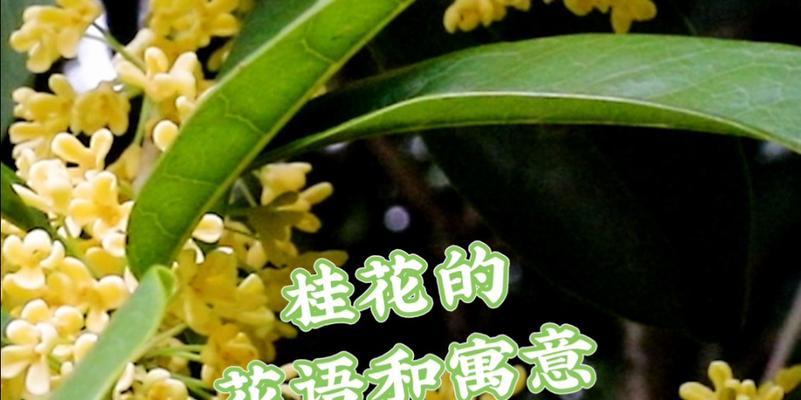 桂花花语的意义与传承（桂花——香气飘溢的花之王）