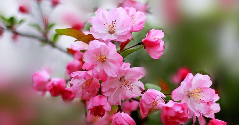 海棠花（追寻海棠花的花语）