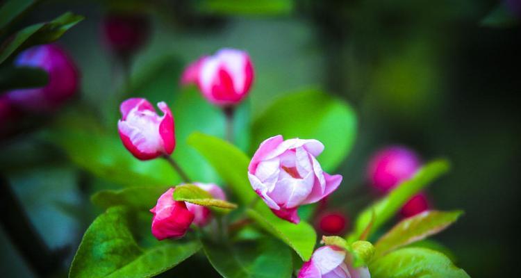 海棠花开（以海棠花开的代表寓意与人生哲理）