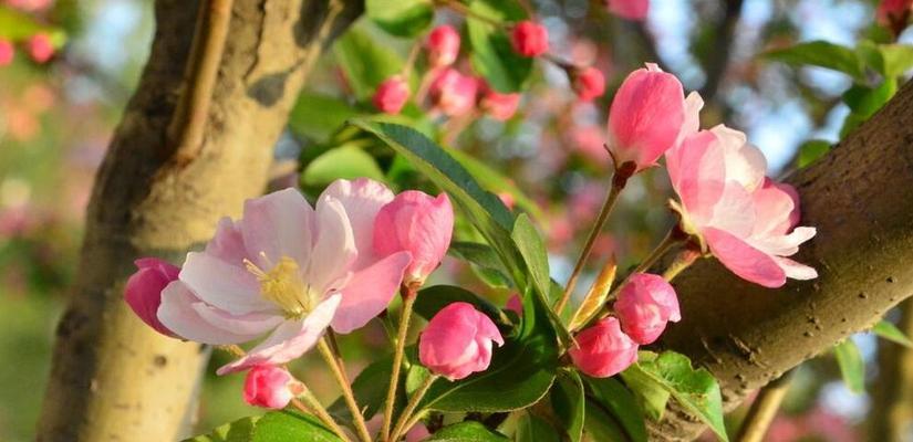 海棠花语与象征意义（传递爱与美的海棠花开）