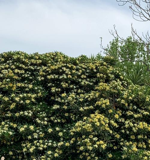 以海桐花的花语为主题的文章（传递爱与希望的美丽之语）