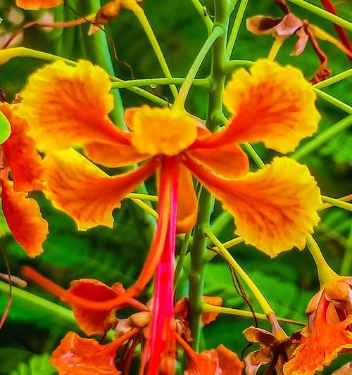 海桐花花语（用鲜花传递爱意）