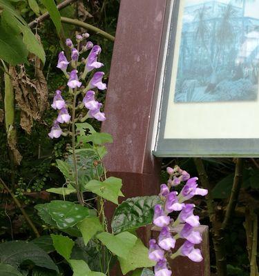 韩信草花语的诠释（探寻草花语中的智勇与忠诚）