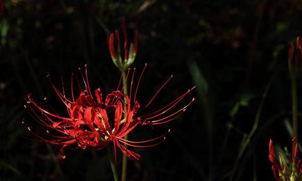 黑色彼岸花（探寻黑色彼岸花的神秘面纱与花语）