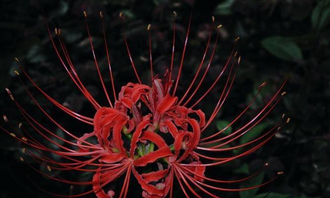 黑色彼岸花（探寻黑色彼岸花的神秘面纱与花语）