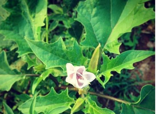 黑色曼陀罗花语的奇妙世界（探寻黑色曼陀罗花的神秘之美）