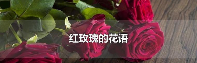 红玫瑰花语与寓意（红玫瑰的浪漫）