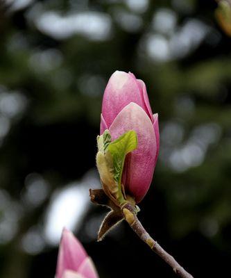 红玉兰花（红玉兰花的传奇和美丽）