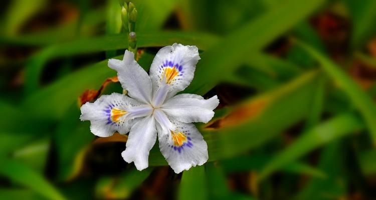 蝴蝶花（探索蝴蝶花的神秘美丽）