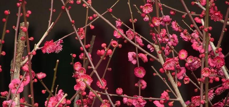 梅花的花语与象征（探索梅花的深意）