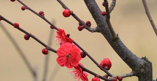 梅花的意义与象征（寒冬中绽放的美丽——梅花的神秘力量）