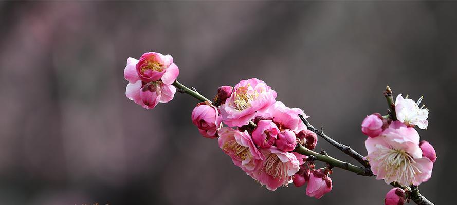 梅花的意义与象征（寒冬中绽放的美丽——梅花的神秘力量）